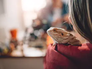 What's a reptile's favorite movie?