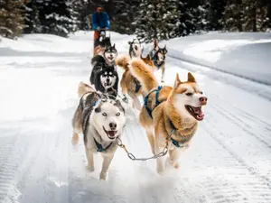 What's a sled dog's favorite snack?