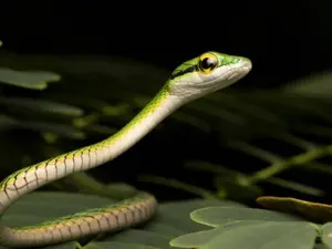What's a snake's favorite subject in school?