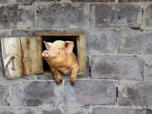 What's a southern pig's favorite form of cooking?