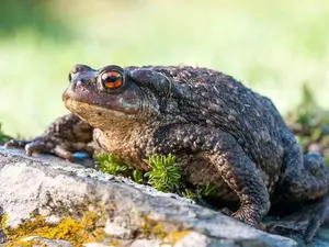 What's a toad's favorite ballet?