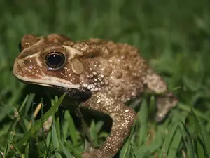 What's a toad's favorite sweet?