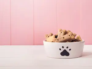 What's a treat for both cows and dogs?