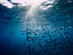 What's a tuna's favorite game?