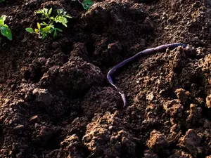 What's a worm's favorite holiday?