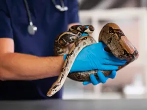 What's a zoo vet's biggest problem?