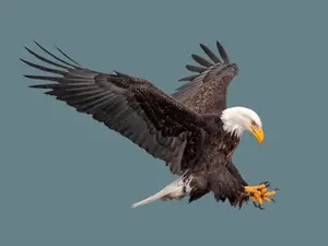 What's an eagle's favorite Lynyrd Skynyrd song?