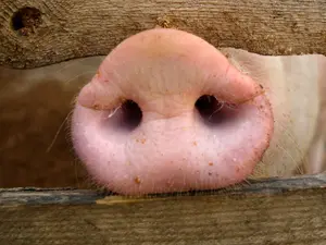 What's an old pig's favorite holiday?