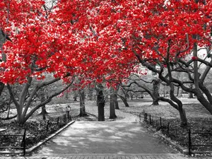 What's black and white and red all over?