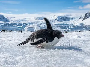 What's black, white, and spins all day?
