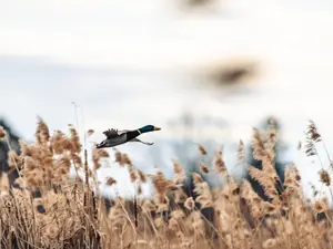 What's the best type of movie about waterfowl?