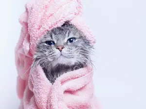 What's the best way to give a cat a bath?