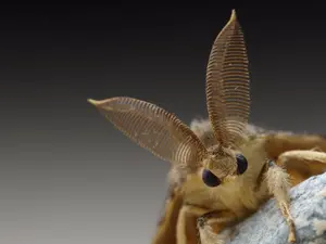 What's the biggest moth in the world?