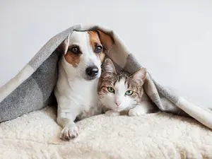 What's the difference between cats and dogs?