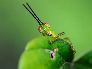 What's the holiest insect?