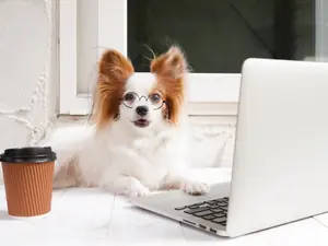 What's the ideal place for a dog to work? 