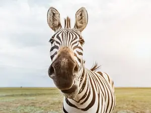 What's the main rule in zebra baseball?