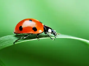 What's the most common blood type for insects?