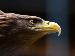 What's the most determined bird?