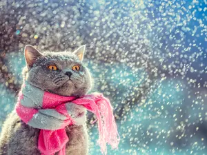 What's the most popular cat in New England?