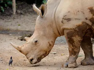 What's the world's weakest animal?