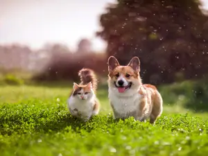 What's worse than raining cats and dogs?