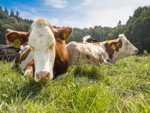 When do cows get tired?