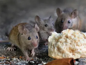 When do mice play every day?