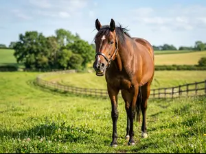 When does a horse speak up?