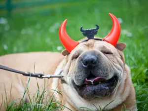 When does the devil get all of his shopping done?