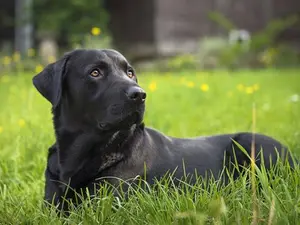 When is a black dog not a black dog?