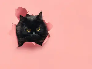 When is it bad luck to see a black cat?