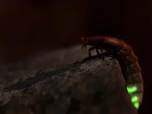 When should you stop for a glow worm?