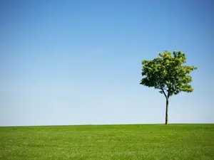 Where did the 8-year-old tree go to learn?