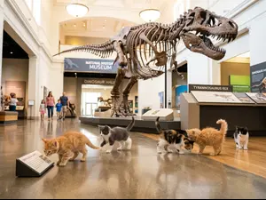 Where did the kittens go on their field trip?