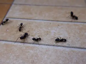 Where do ants go to eat?