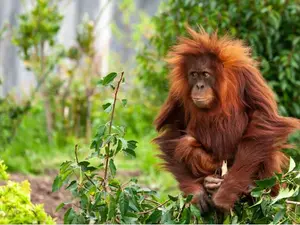 Where do baby apes sleep?
