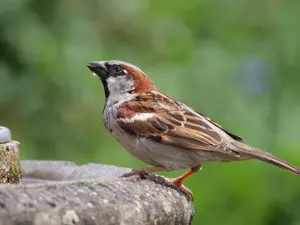 Where do birds go to drink?