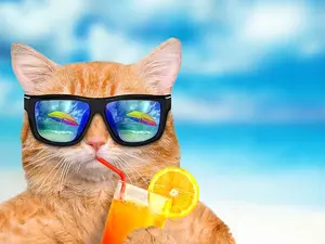 Where do cats go on vacation?