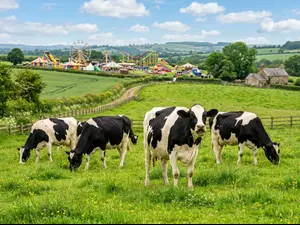 Where do cows go for fun on weekends?