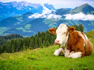 Where Do Cows Go On Vacation?