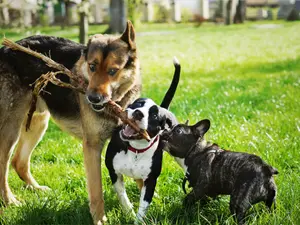 Where do dogs go to make new friends?