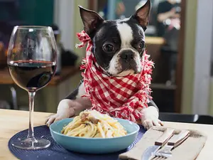 Where do dogs go when they want a buffet?