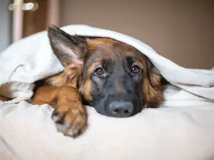 Where do German dogs sleep?