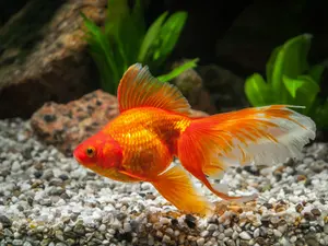 Where do goldfish go camping?