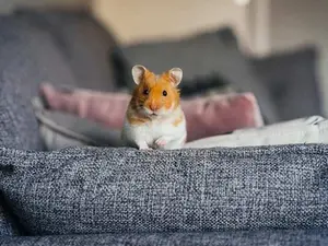 Where do hamsters come from?