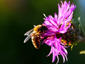 Where do honeybees take their wives for their anniversary?
