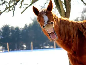 Where do horses reside?