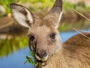 Where do kangaroos like to eat?