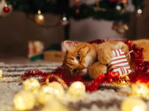 Where do kitties put their Christmas presents?